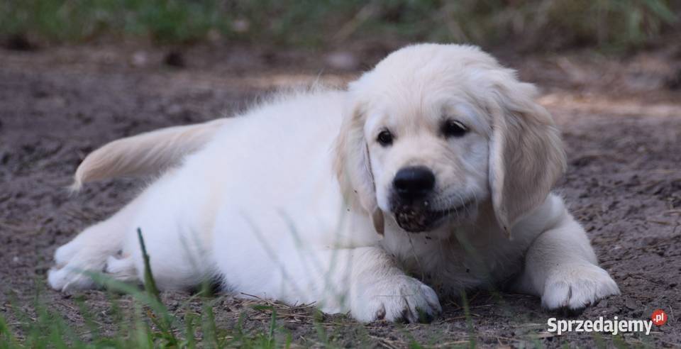 Szczenię Golden Retriever ZKWP FCI Łochów