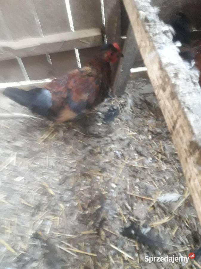 Kogut wiejski i mlode kogutki Czarnocin