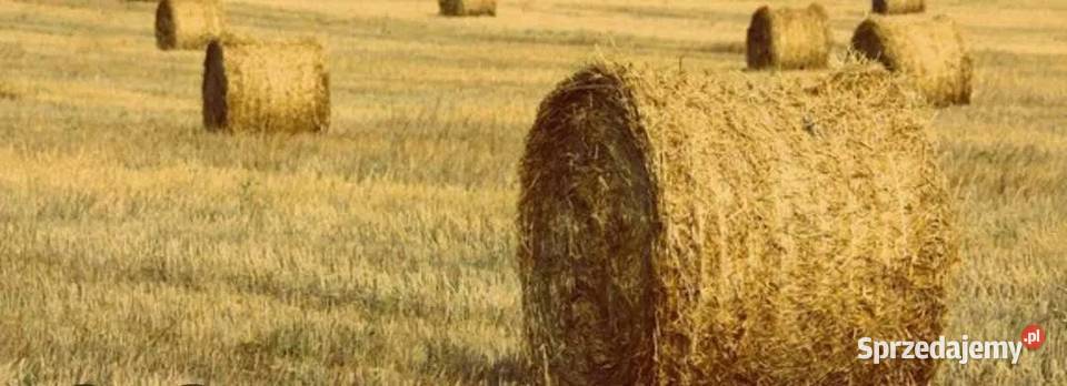 Słoma owsiana prosto z pola Trawy, słoma Lublin
