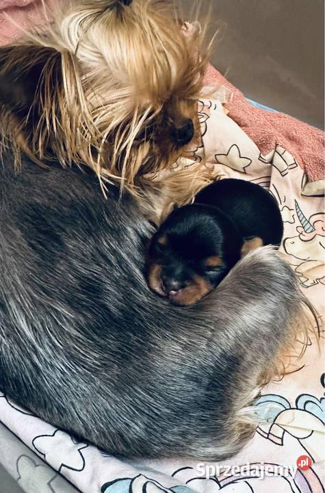 Yorkshire terrier mini Lublin sprzedam