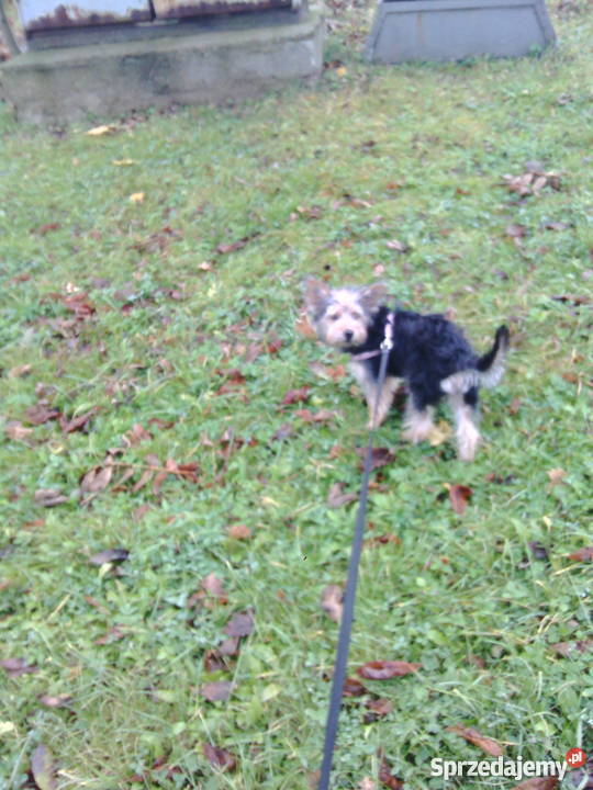 Oddam psa yorka Wałbrzych