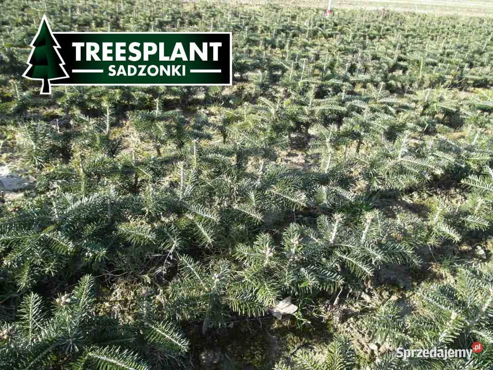 Jodła Kaukaska 45 roku 2030 Świerk pospolity Łódź