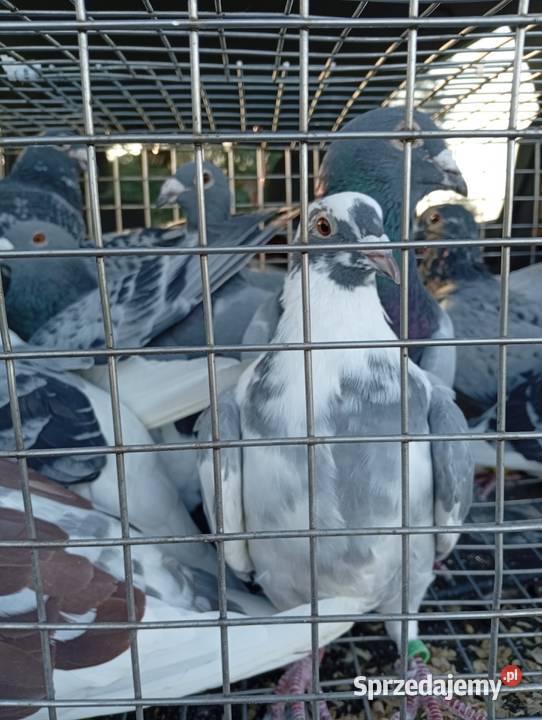 Kaczki staropolskiesprzedam gołębie biale Lubiszyn