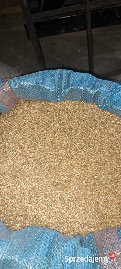 Sprzedam przenżyto Nowe Miasto nad Pilicą