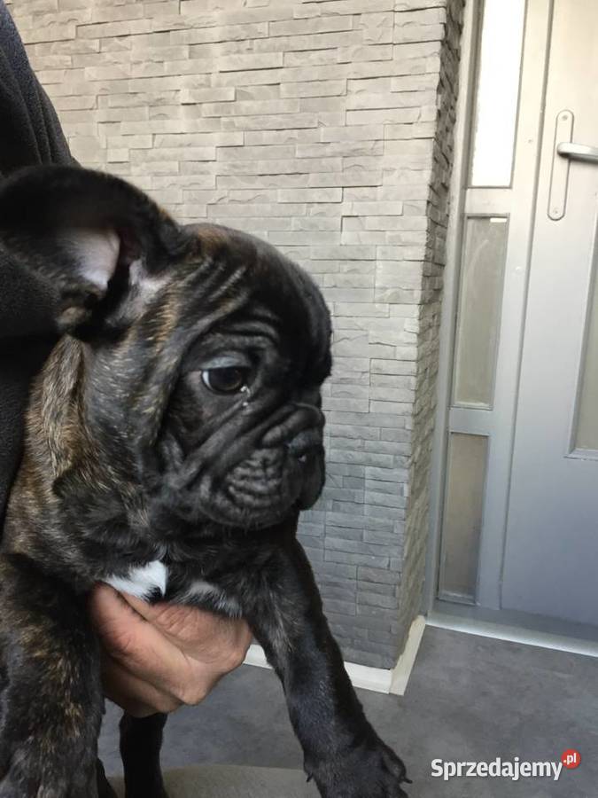 Szczeniak Buldog francuski Przeciszów