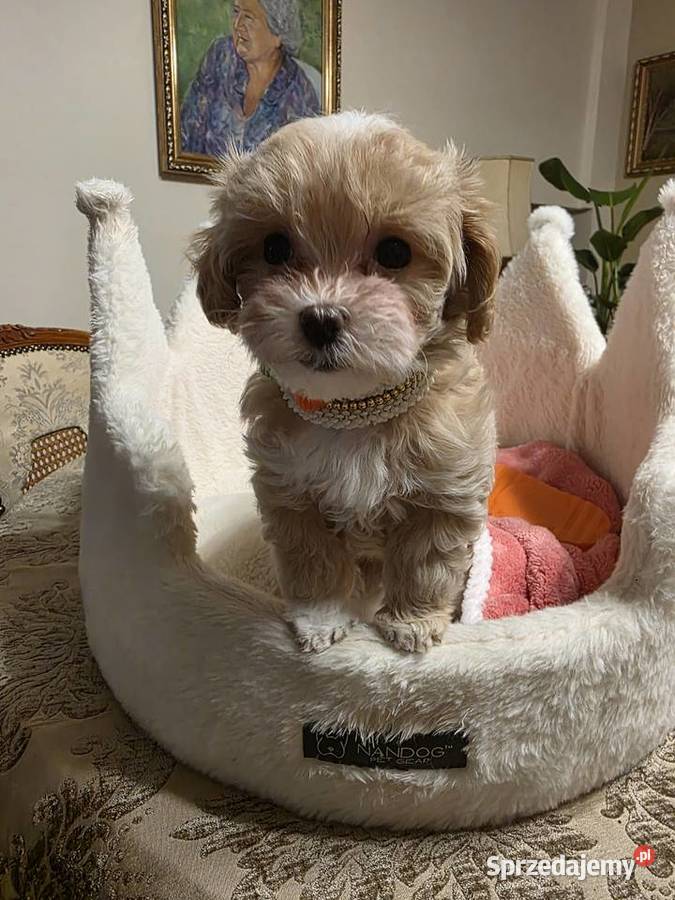Maltipoo suczka mini xxs Poznań