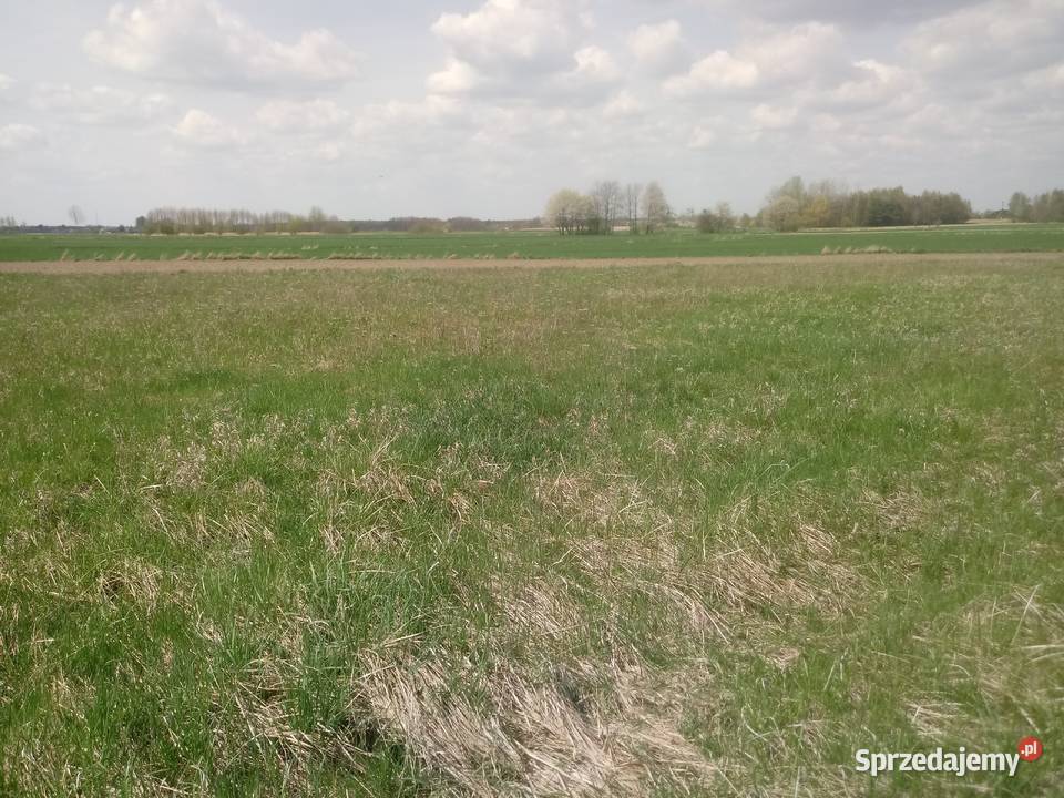 Sprzedam dzialke rolna w Horodle Horodło