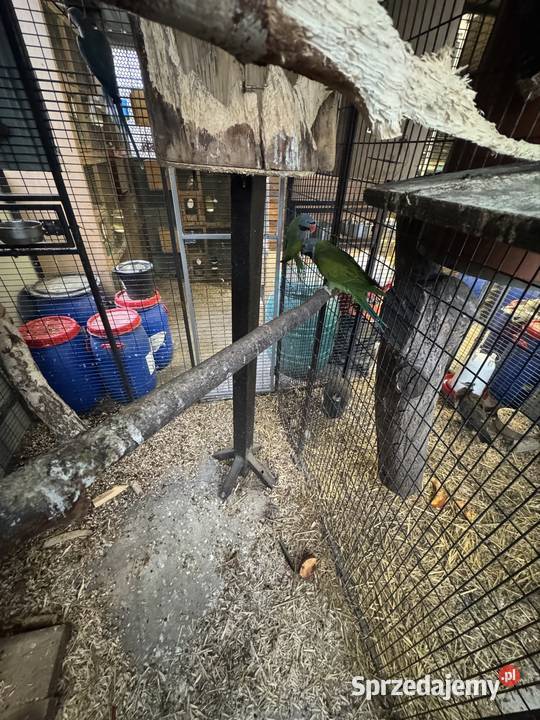 Sprzedam papugi Pawłowice