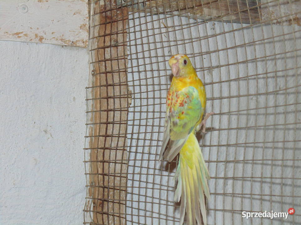 swiergotki Racibórz