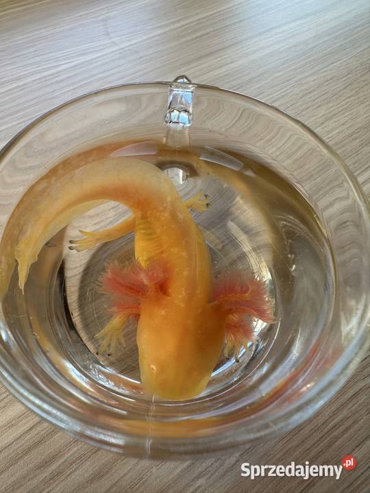 Axolotl Aksolotl Salamandra Meksykańska Kępno