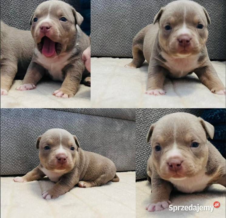 American bully ABKC Piotrków Kujawski