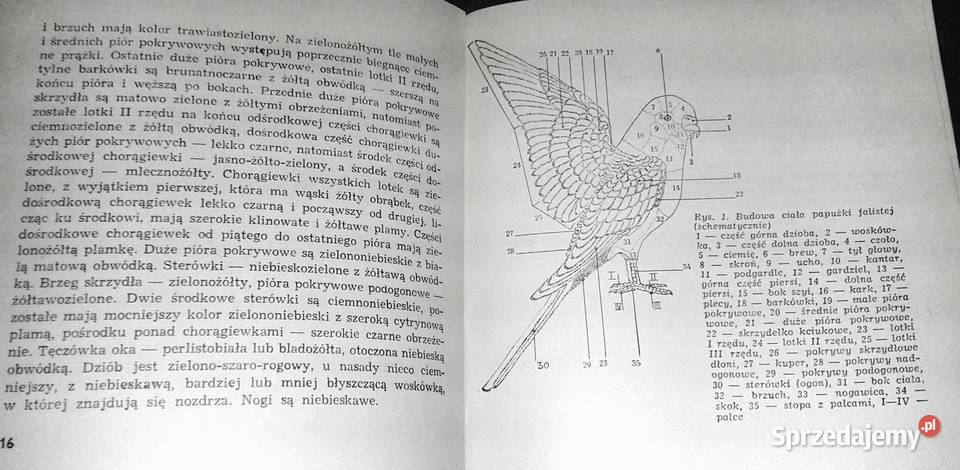 Papużki faliste Jan Landowski Rok wydania 973 lubelskie Chełm sprzedam