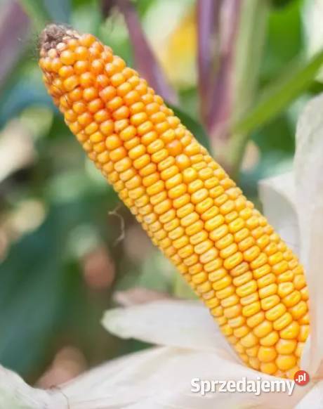 Kukurydza UŁAN FAO 270 Margonin