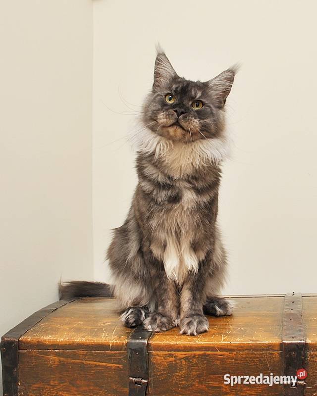 Przepiękny rudeczek Maine Coon LEGALNA HODOWLA podlaskie Białystok