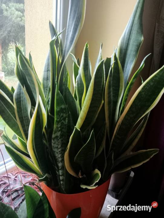 Duża sansevieria małopolskie Kraków