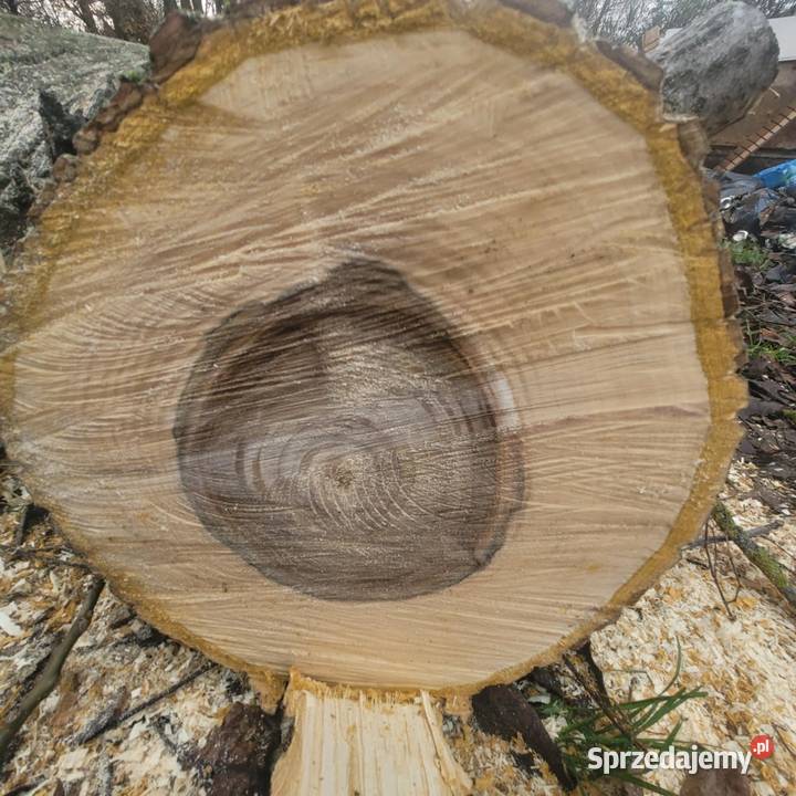 Pień orzecha włoskiego Krupe