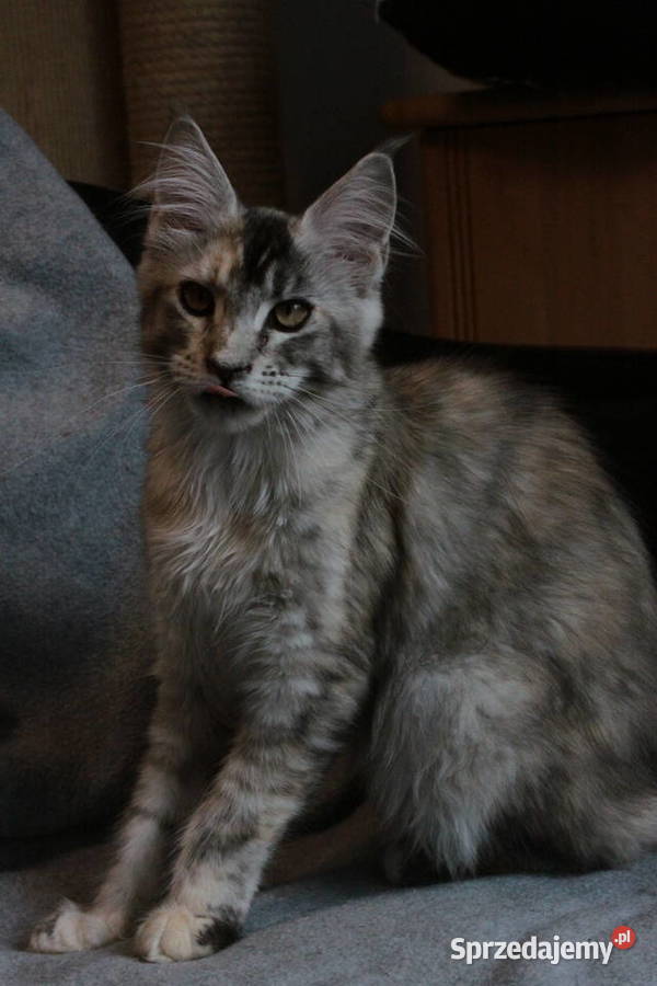 Super Kocięta Maine coon sprzedam Maine Coon