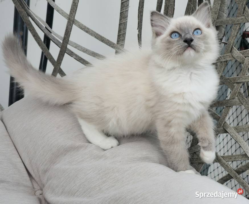 Ragdoll blue mitted Szczecin
