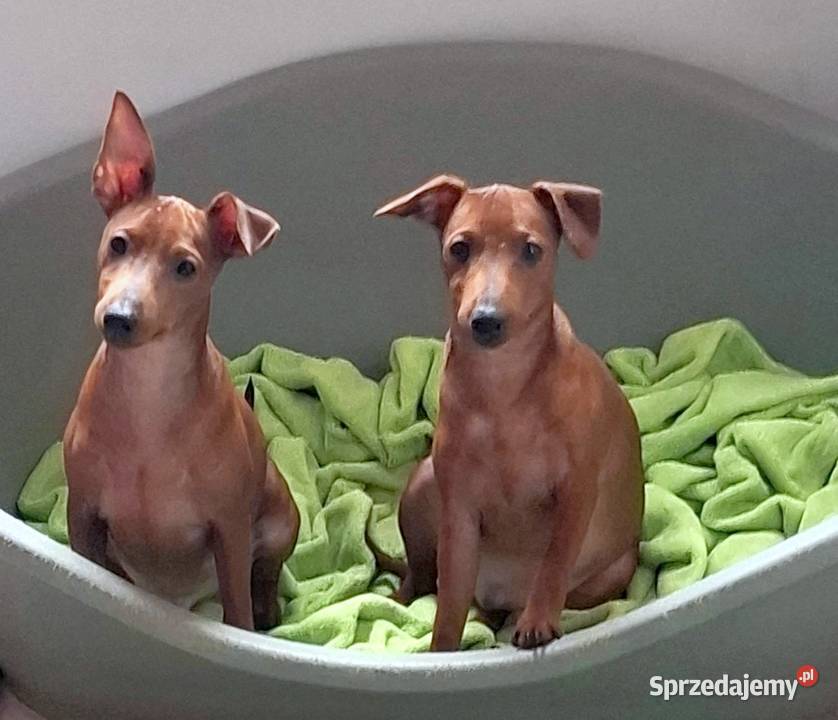 Pinczer pinczery pinczerki miniaturowe z Chojnice