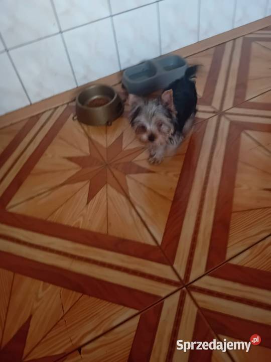 Sprzedam pieski yorki Sikórz