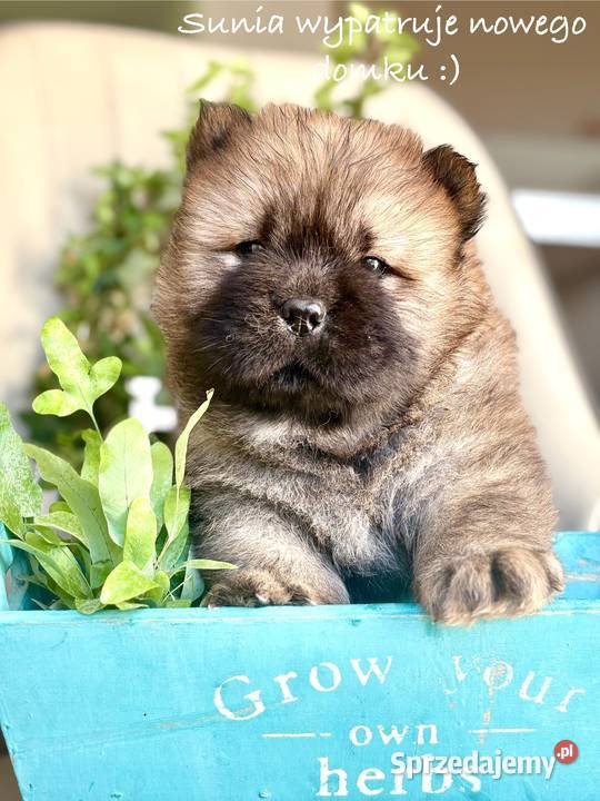 Chow chow FCI zkwp Gubin