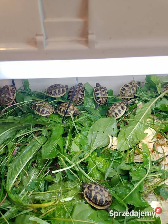 Żółw grecki lądowy Testudo hermanni