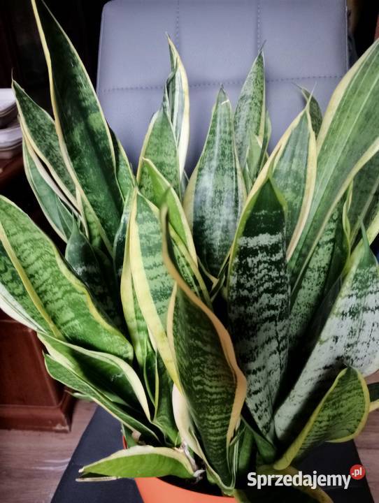 Duża sansevieria małopolskie Kraków