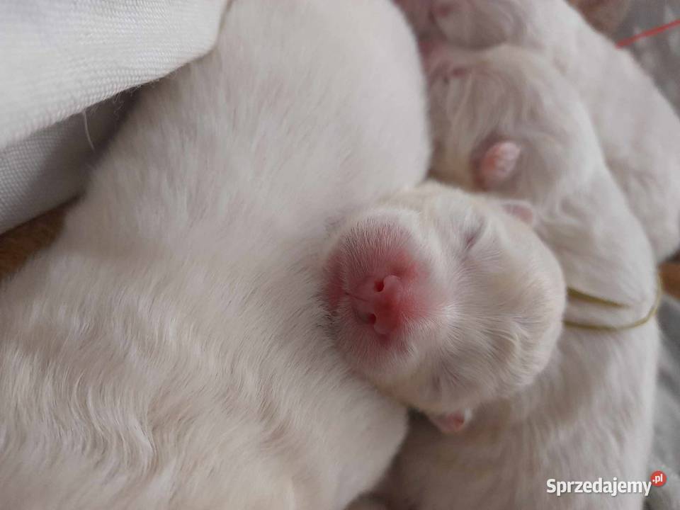 samoyed szczeniaki ZKwP