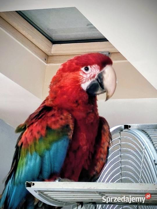 Ara Chloroptera Olkusz sprzedam