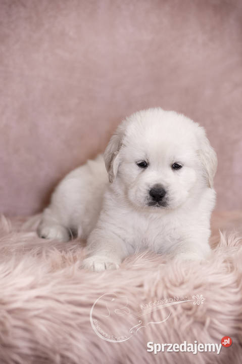 Owczarek podhalański