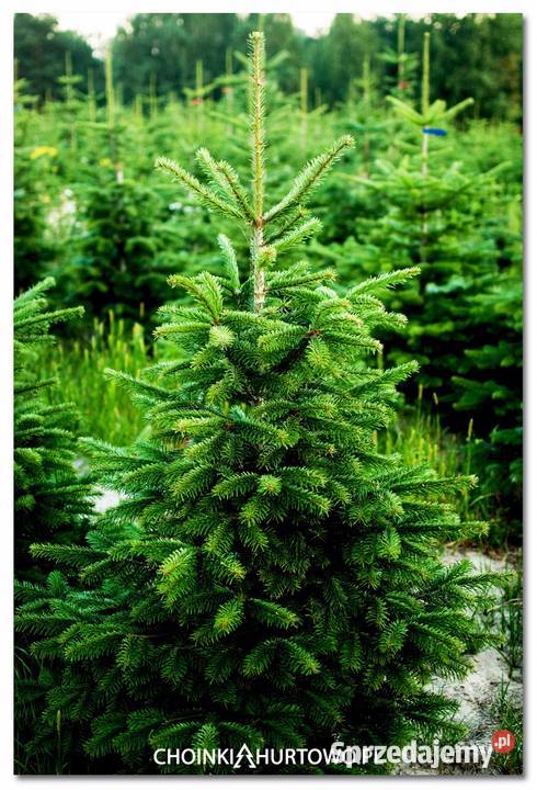 Jodła kaukaska plantacja Polski Producent Hurt i Osieczna