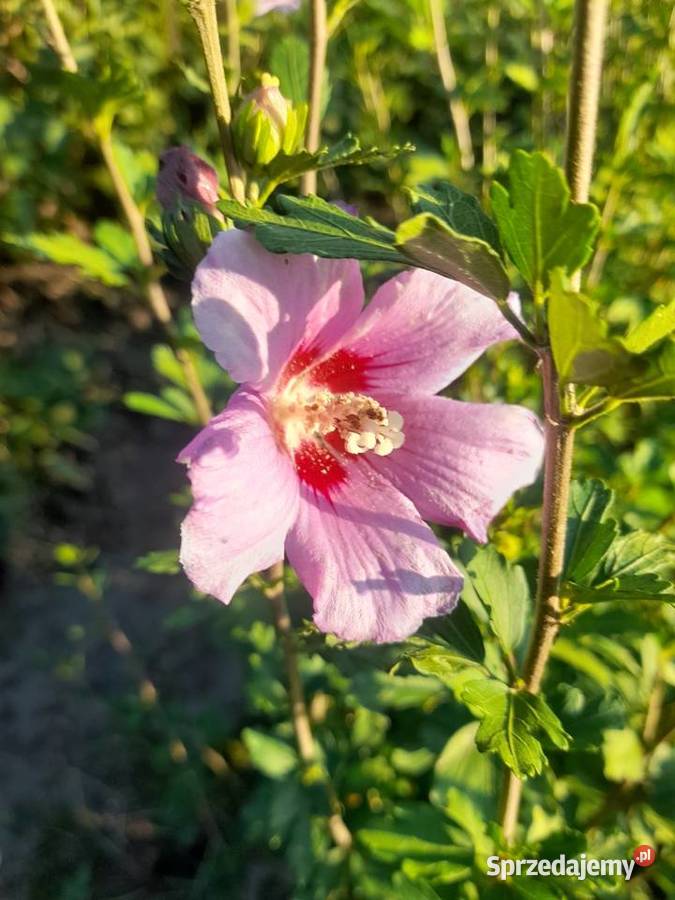 Sprzedam sadzonki hibiskusa Pozostałe Puławy