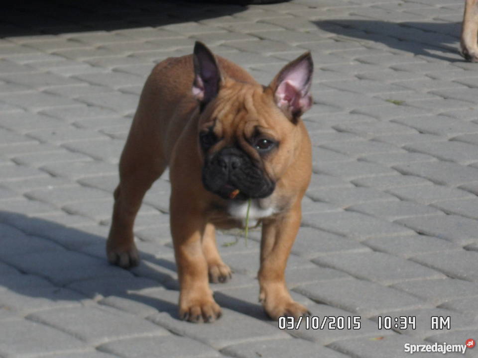 Buldog Buldożek Francuski rod FCI ZKwP Świdnik sprzedam