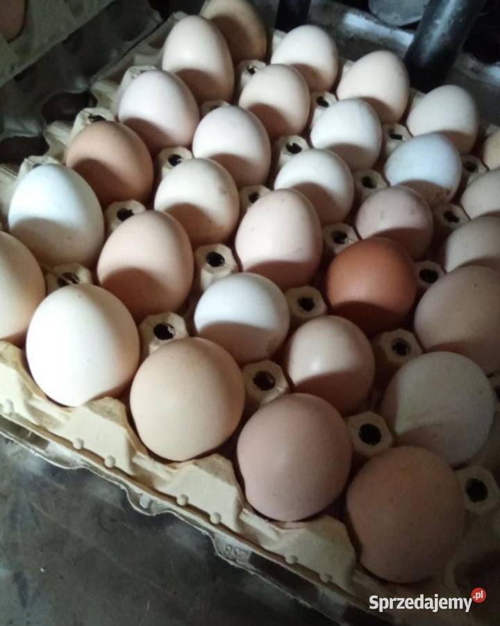 Sprzedam jajka z wolnego wybiegu Jaja Józefów