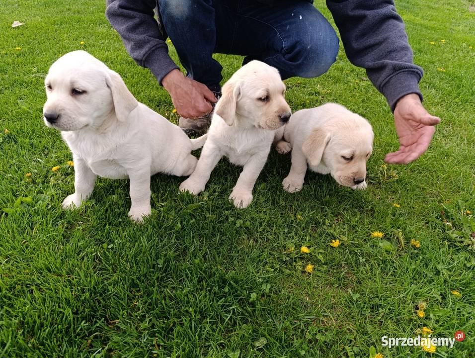 Pieski i suczki Labradora Retriever czarne małopolskie Tarnów