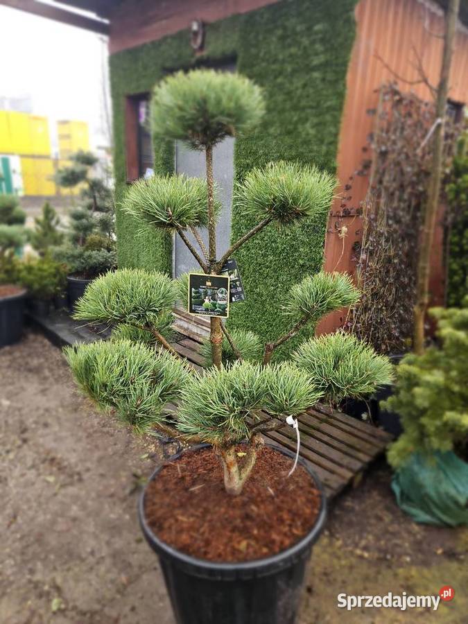 sosna Dom i Ogród małopolskie Skawina