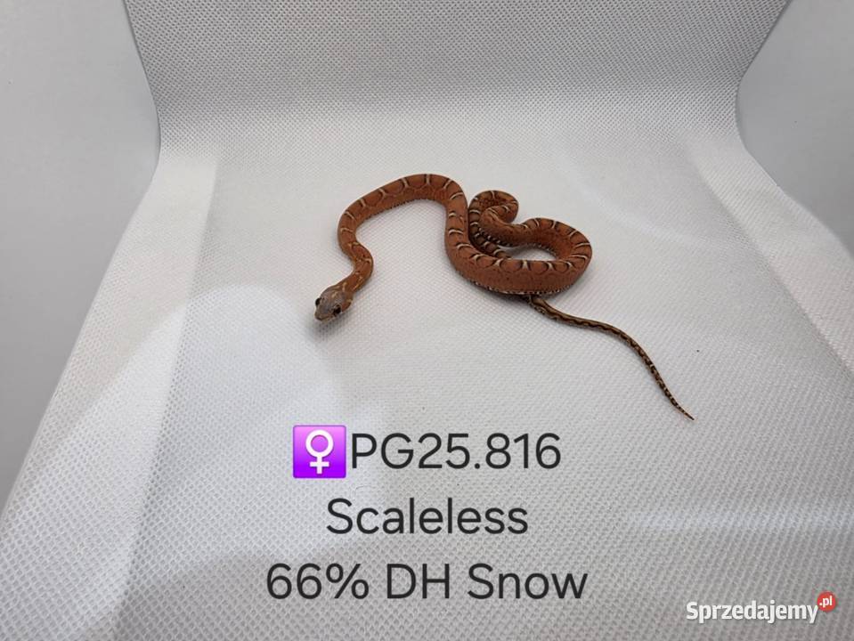 Wąż zbożowy samce i samice Zawiercie