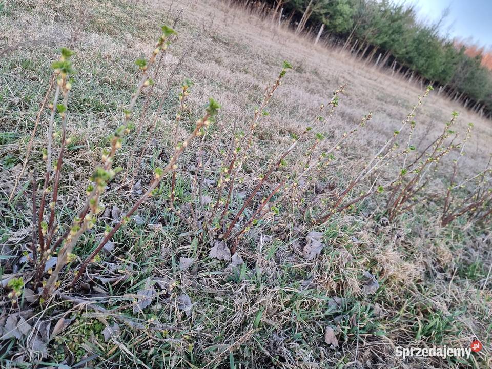 Sadzonka czarnej porzeczki Owocowe Kupno