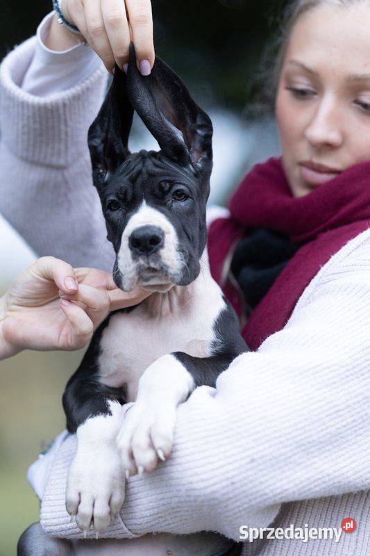 Suczka dog niemiecki czarna rodowodowa sprzedam
