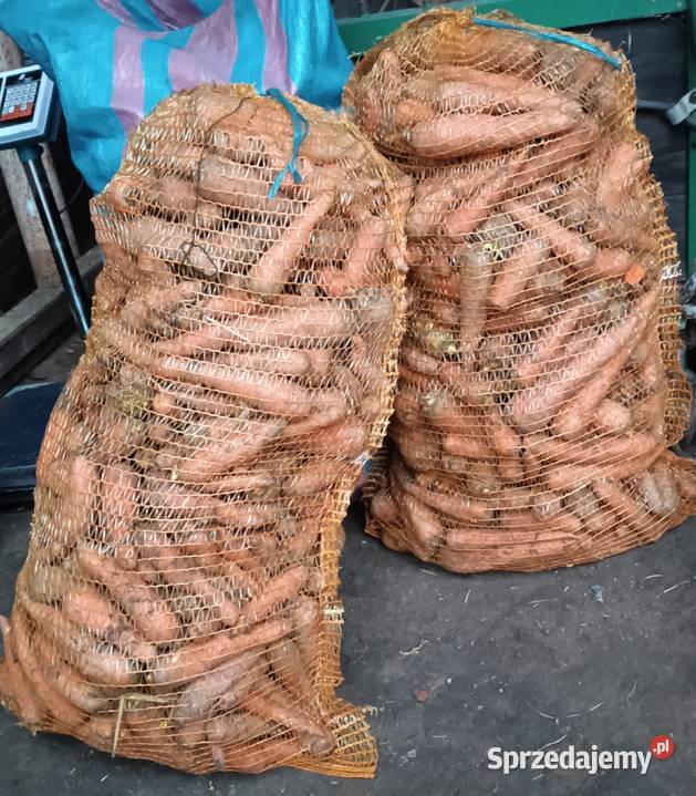 Marchew odpadowa Szczytniki