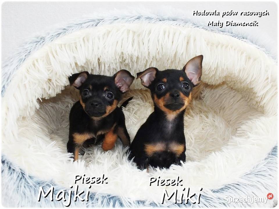 Mini Piesek Pinczer miniaturowy tzw Ratlerek Żary
