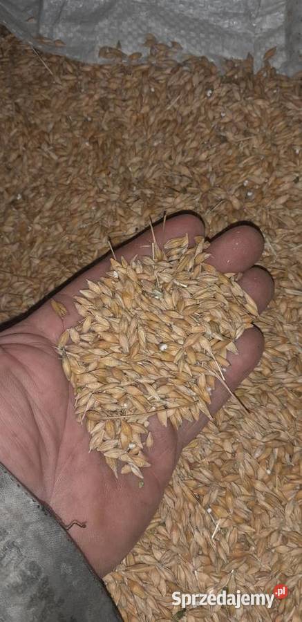 Owies sprzedam pszenica jarapszenżyto Rolnictwo sprzedam