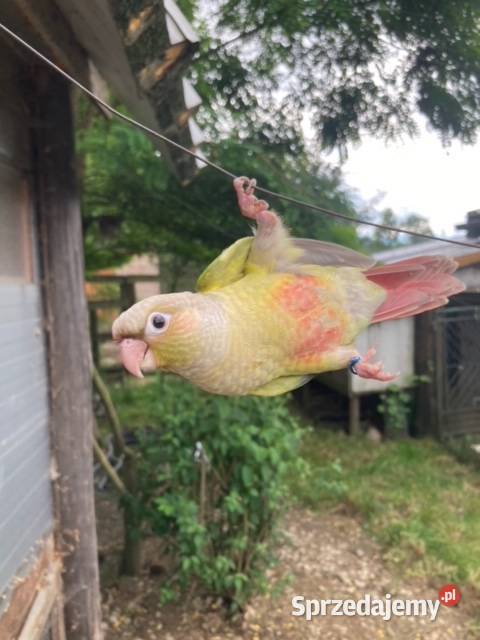 Rudosterki pinaple zielone czerwone pary lęgowe sprzedam