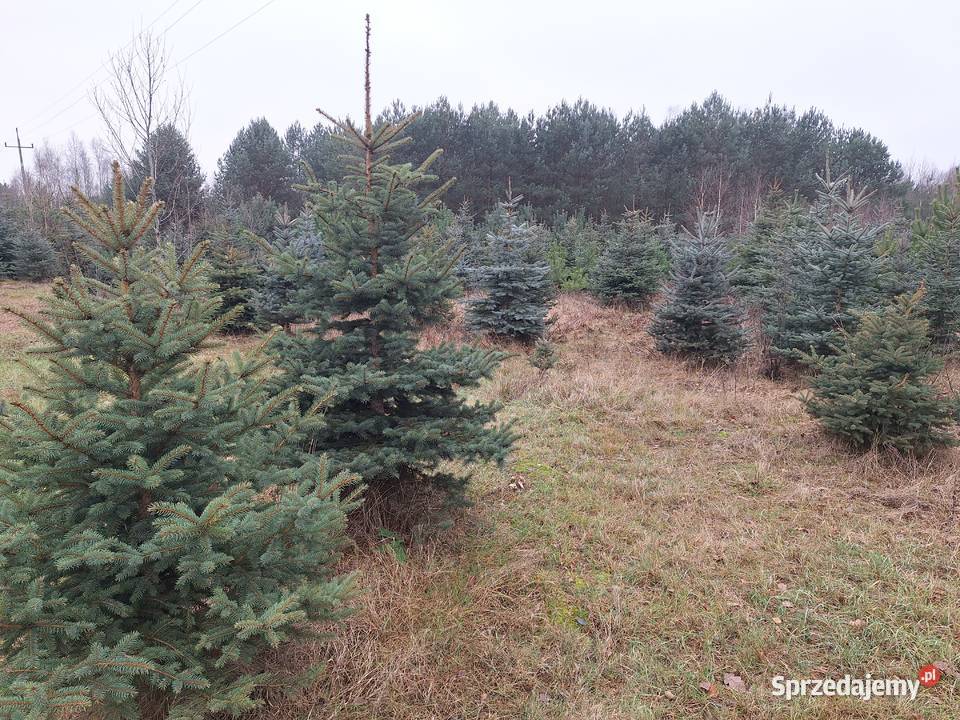 Choinka LEŚNIKA Łukawska Wola