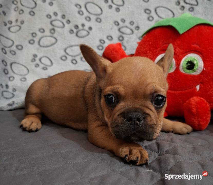 Sprzedam buldożki francuskie Olsztyn