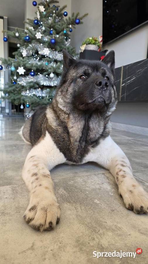 Akita amerykańska Płock