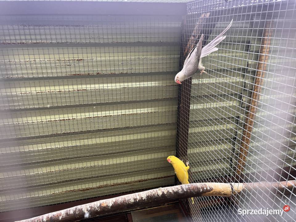 Papugi aleksandretty obrożne Limanowa