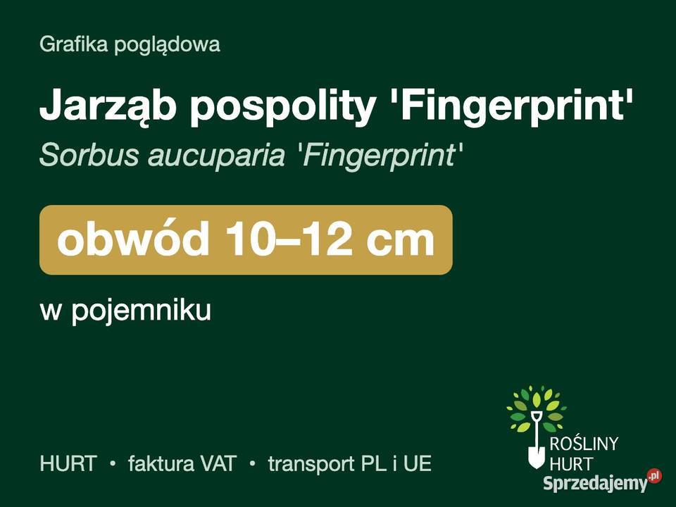 Jarząb pospolity Fingerprint obwód 1012 w wielkopolskie