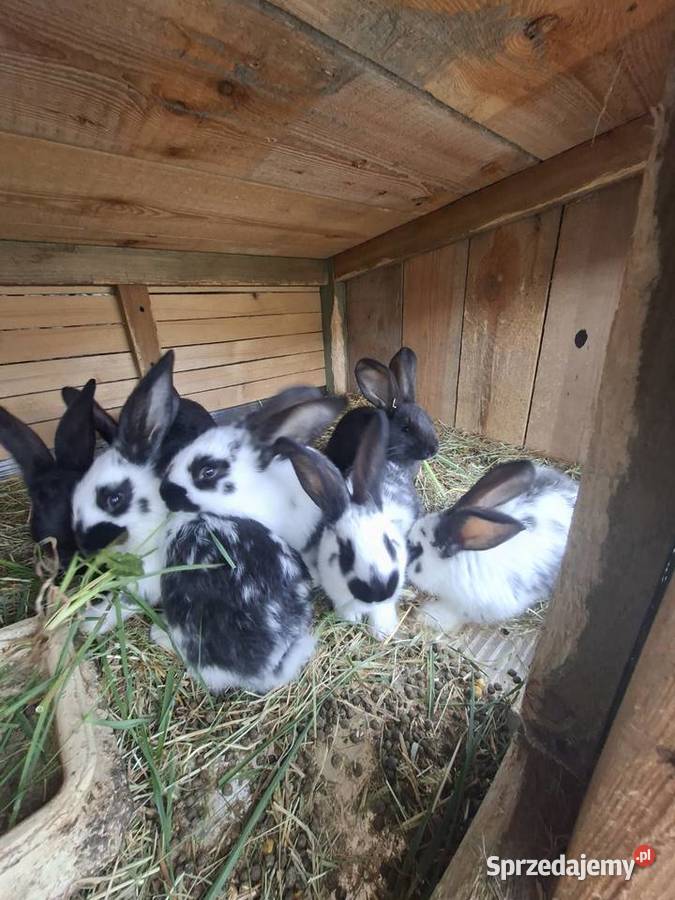 Sprzedam króliki Gryzonie Skarszewy