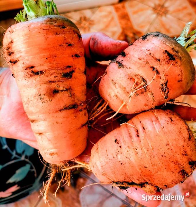 Cukinia Libańska zimowa do przechowywania małopolskie Kraków